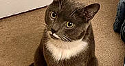 Mustache joined the competition — help win amazing prizes! animal, carpet, cat, curious, cute, domestic_animal, door, feline, fur, green_eyes, head_tilt, indoor, looking_up, paws, pet, sitting, tail, tuxedo_cat, whiskers, white_door