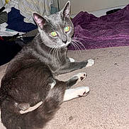 Mustache is registered to the contest to win money with this photo: animal, carpet, cat, curious, domestic, ears, eyes, feline, flash, floor, gray_cat, household, indoor, laundry, pet, resting, tail, towel, whiskers, white_paws