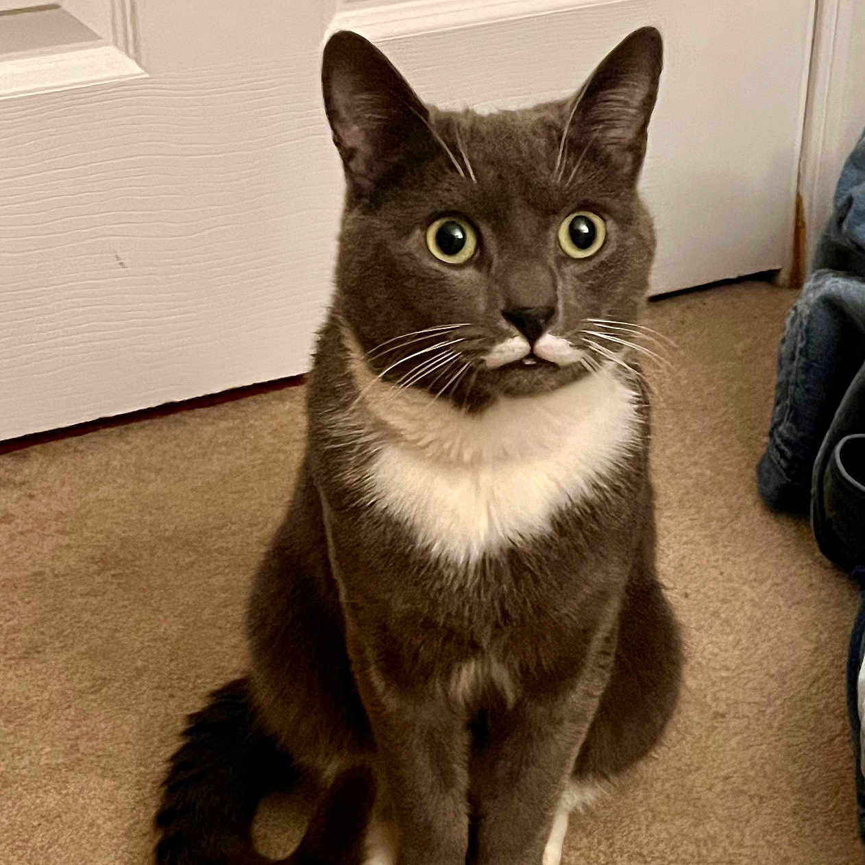 Mustache