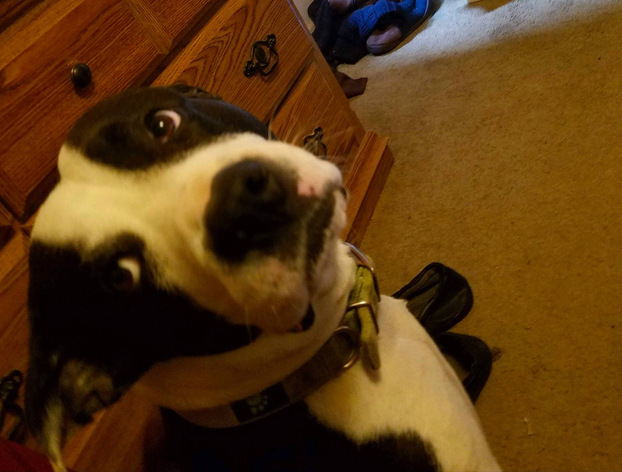 Tate joined the competition — help win amazing prizes! canidae, carnivore, collar, companion_dog, dog, dog_breed, fawn, flooring, fur, hardwood, non_sporting_group, pet_supply, snout, sporting_group, terrestrial_animal, whiskers, wood, working_animal, working_dog