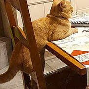 Chaton a rejoint le concours — aidez-le/la à gagner de superbes lots ! animal, cat, chair, curious, domestic, domestic_animals, domestic_cat, feline, furniture, ginger_cat, household, indoor, kitchen, pet, resting, side_view, table, tablecloth, tile_floor, wood