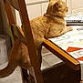 animal, cat, chair, curious, domestic, domestic_animals, domestic_cat, feline, furniture, ginger_cat, household, indoor, kitchen, pet, resting, side_view, table, tablecloth, tile_floor, wood