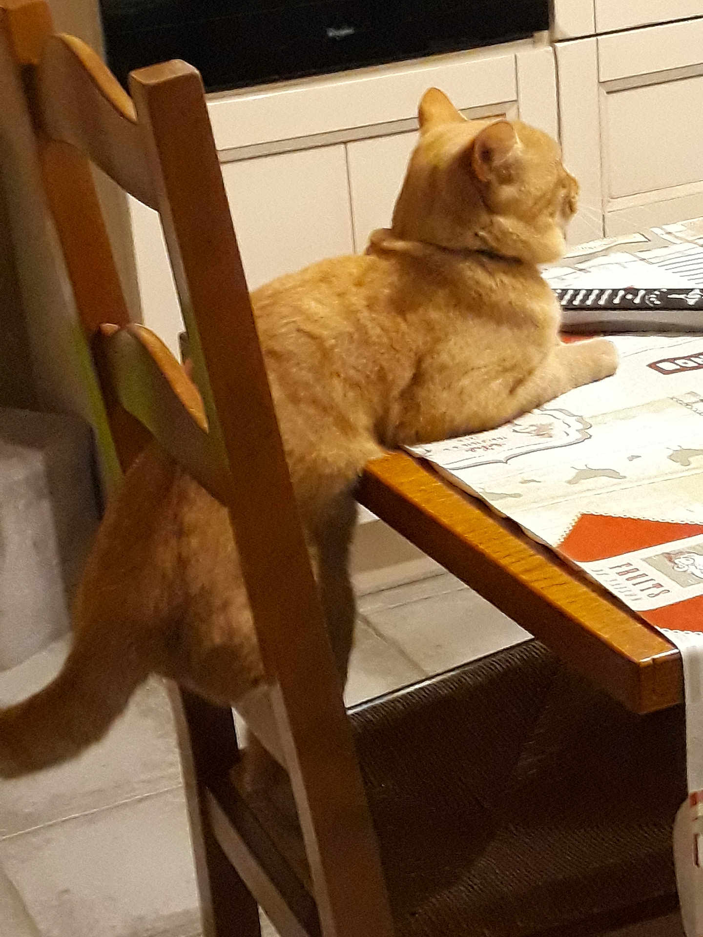 Chaton