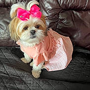 Dolly is registered to the contest to win money with this photo: dog, small_dog, pet, pink_bow, pink_dress, cute, fluffy, fur, leather_couch, quilted_blanket, indoor, animal, portrait, sitting, looking, adorable, domestic, companion, young_dog, cute_pet