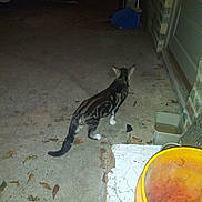 Willie Cat joined the competition — help win amazing prizes! cat, tabby_cat, night, concrete, leaves, bucket, container, outdoor, animal, pet, wall, door, house, sidewalk, dark, shadow, floor, domestic, feline, quiet