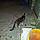 Willie Cat