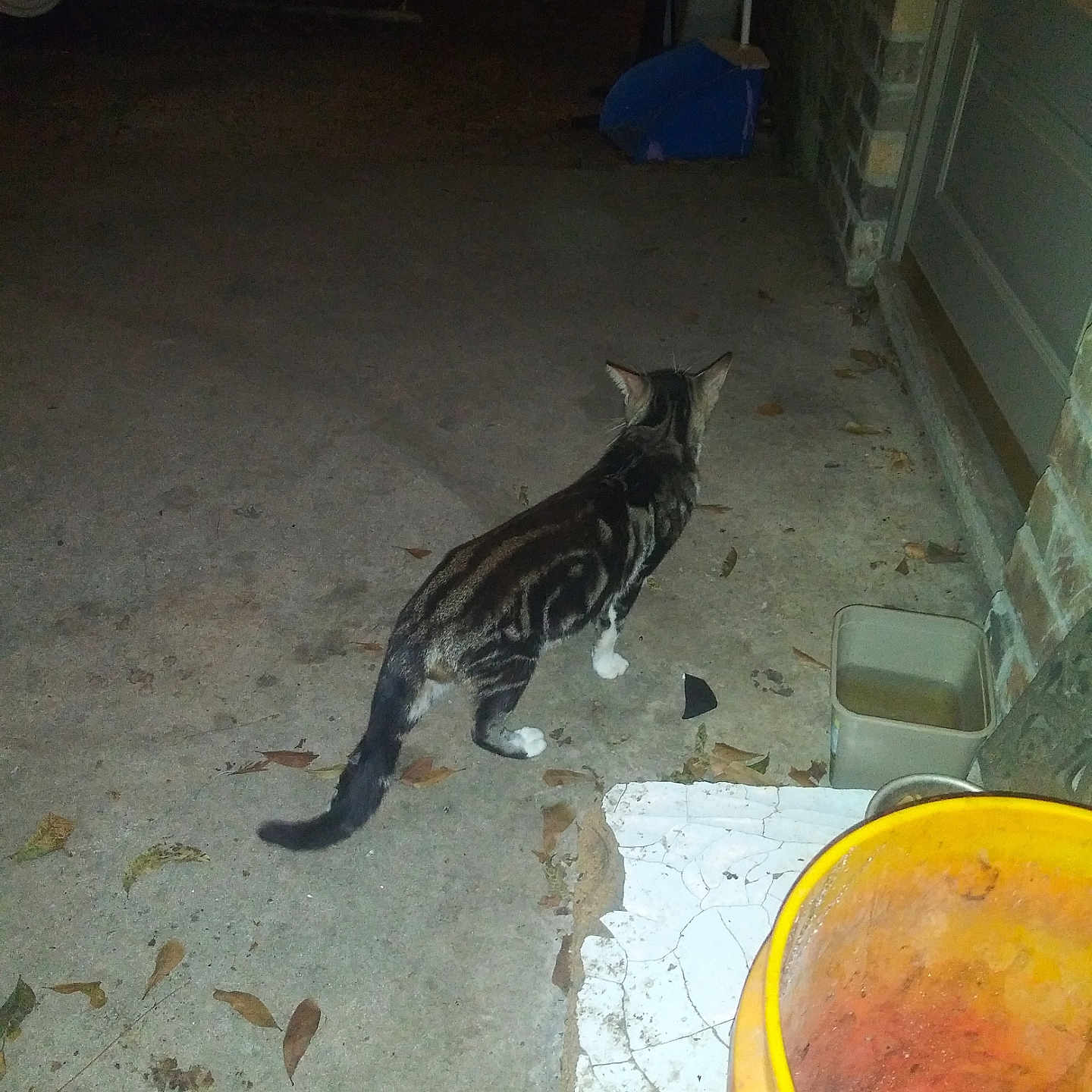 Willie Cat joined the competition — help win amazing prizes! animal, bucket, cat, concrete, container, dark, domestic, door, feline, floor, house, leaves, night, outdoor, pet, quiet, shadow, sidewalk, tabby_cat, wall