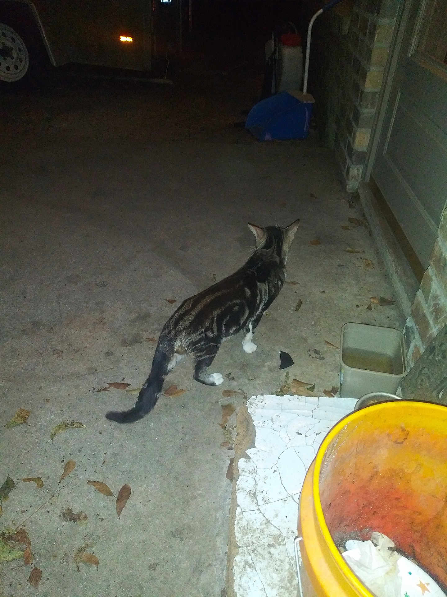 Willie Cat
