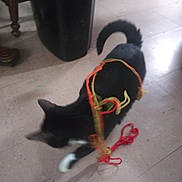 Shadow is registered to the contest to win money with this photo: cat, black_cat, white_paws, indoor, floor, string, colorful_string, playful, motion_blur, pet, animal, tail, head, ear, paw, toy, household, furniture_leg, tiled_floor, curiosity