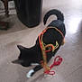 cat, black_cat, white_paws, indoor, floor, string, colorful_string, playful, motion_blur, pet, animal, tail, head, ear, paw, toy, household, furniture_leg, tiled_floor, curiosity