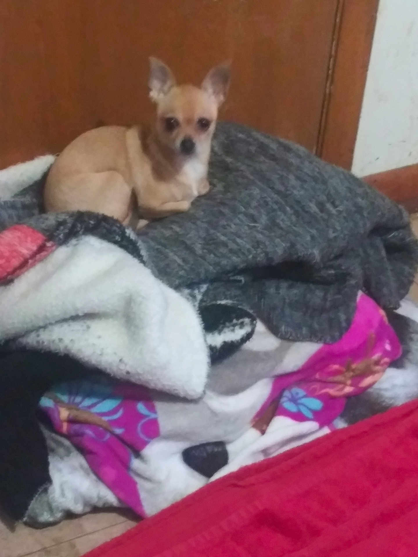 Lacy is registered to the contest to win money with this photo: dog, small_dog, chihuahua, blanket, pile, indoor, floor, door, curious, tan, fur, pet, cozy, clothing, household, resting, animal, companion, cute, relaxed