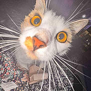 Coner is registered to the contest to win money with this photo: cat, close_up, whiskers, orange_eyes, curious, indoor, fabric, pattern, nose, pet, animal, feline, close_camera, domestic_cat, cute, face, muzzle, soft_light, home, curiosity