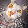 cat, close_up, whiskers, orange_eyes, curious, indoor, fabric, pattern, nose, pet, animal, feline, close_camera, domestic_cat, cute, face, muzzle, soft_light, home, curiosity