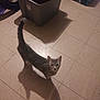 cat, gray_tabby, indoor, tiled_floor, storage_bin, cardboard_box, bicycle_tire, shadow, curious, pet, animal, floor_tiles, looking_up, feline, domestic_cat, home, quiet, standing, small, whiskers