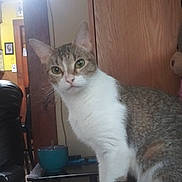 Libby is registered to the contest to win money with this photo: cat, tabby_cat, white_fur, green_eyes, indoor, bed, wooden_wall, chair, cup, table, stuffed_animal, curious, pet, domestic_animal, feline, fur, tail, living_room, household, cozy
