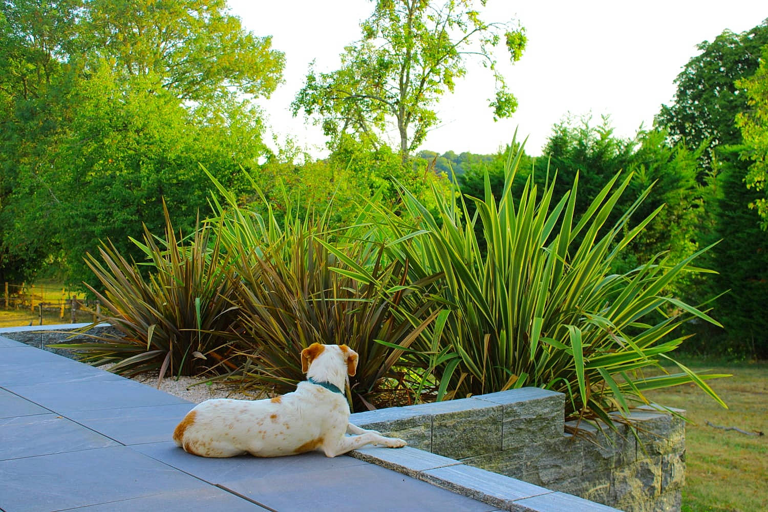 Naya participe au concours pour gagner de l'argent avec cette photo : canidae, carnivore, companion_dog, dog, dog_breed, fawn, grass, grass_family, landscape, lawn, leisure, natural_landscape, plant, shrub, sky, sporting_group, tail, terrestrial_plant, tree, walkway