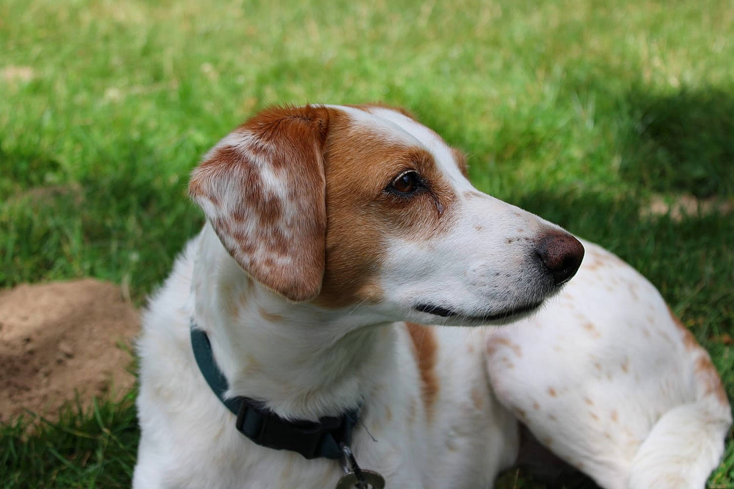 Naya a rejoint le concours — aidez-le/la à gagner de superbes lots ! canidae, carnivore, collar, companion_dog, dog, dog_breed, dog_collar, fawn, grass, gun_dog, hunting_dog, plant, sporting_group, terrestrial_animal, whiskers, working_dog