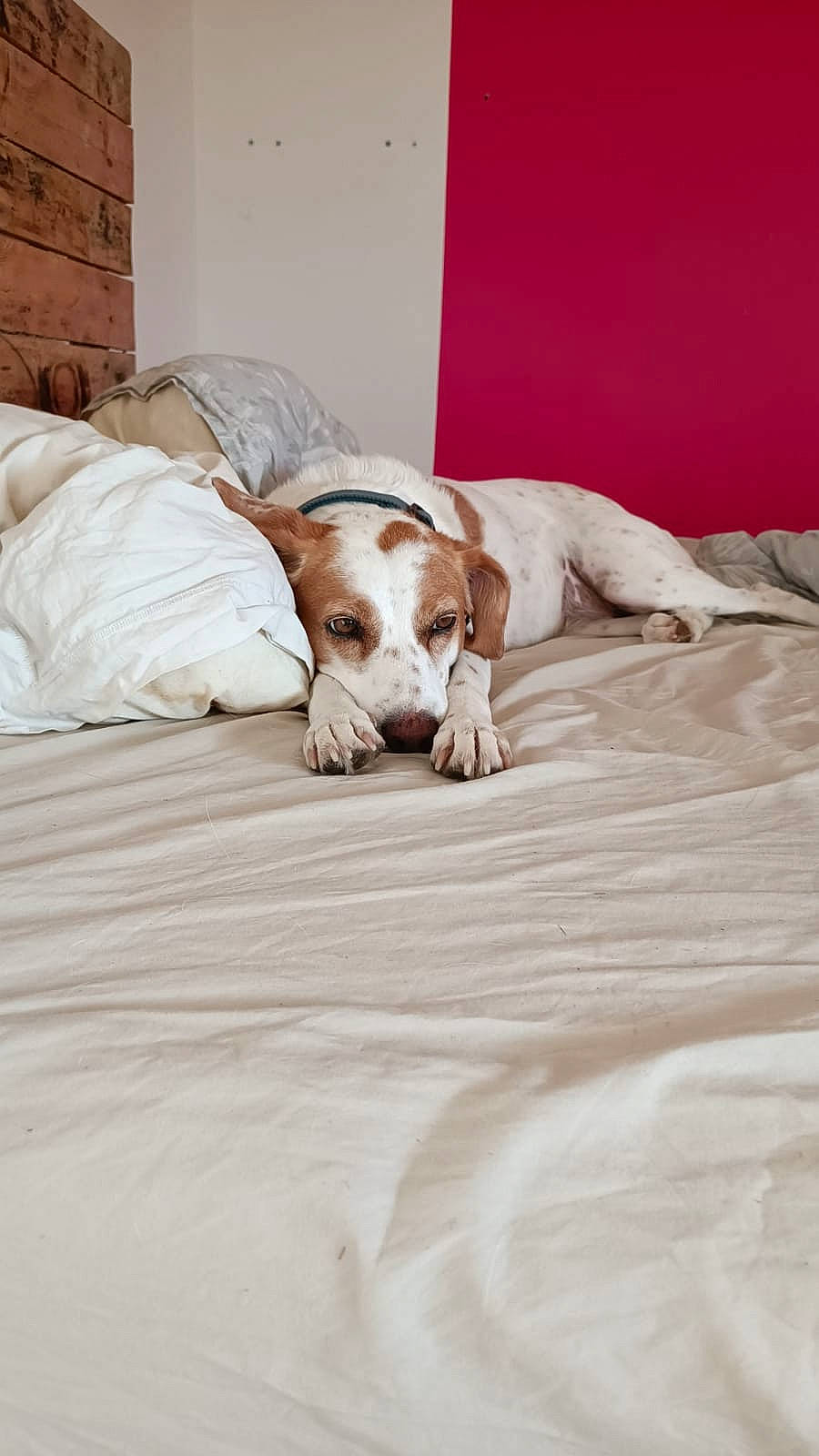 Naya participe au concours pour gagner de l'argent avec cette photo : bed, bed_sheet, bedding, bedroom, canidae, carnivore, comfort, companion_dog, dog, dog_breed, duvet, fawn, floor, flooring, hardwood, linens, sporting_group, window, wood, working_animal