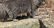 Ivar a rejoint le concours — aidez-le/la à gagner de superbes lots ! alert, animal, brick_wall, cat, curious, daylight, feline, fluffy, grass, gray_cat, mammal, nature, outdoor, pet, shadow, side_view, stone_bench, sunlight, texture, yellow_eyes
