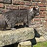 alert, animal, brick_wall, cat, curious, daylight, feline, fluffy, grass, gray_cat, mammal, nature, outdoor, pet, shadow, side_view, stone_bench, sunlight, texture, yellow_eyes