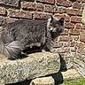 Ivar participe au concours pour gagner de l'argent avec cette photo : amber_eyes, animal, brick_wall, cat, close_up, curious, daylight, feline, fluffy_fur, grass, gray_cat, moss, nature, outdoor, pet, quiet, shadow, stone_slab, sunlight, texture