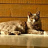 Ivar participe au concours pour gagner de l'argent avec cette photo : animal, calm, cat, cute, domestic_cat, eyes, feline, floor, fur, grey_cat, indoor, laying_down, pet, portrait, relaxed, resting, sunbeam, sunlight, whiskers, wooden_wall