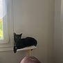 Titus participe au concours pour gagner de l'argent avec cette photo : animal, black_cat, blanket, cat, cat_perch, chair, cozy, curtain, domestic, feline, fur, home, indoor, pet, quiet, relaxed, resting, soft_light, wall, window