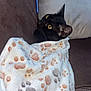 Titus participe au concours pour gagner de l'argent avec cette photo : animal, black_cat, blanket, cat, close_up, comfort, couch, cozy, domestic, feline, fur, home, indoor, paw_prints, pet, pillow, relaxing, resting, soft, yellow_eyes