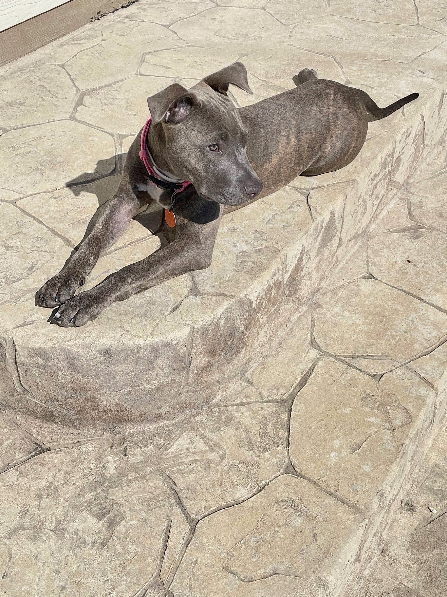 Debbie is registered to the contest to win money with this photo: art, canidae, carnivore, concrete, dog, dog_breed, dog_supply, drawing, flagstone, guard_dog, leash, pack_animal, pet_supply, road_surface, sand, shadow, tail, terrestrial_animal, visual_arts, working_animal