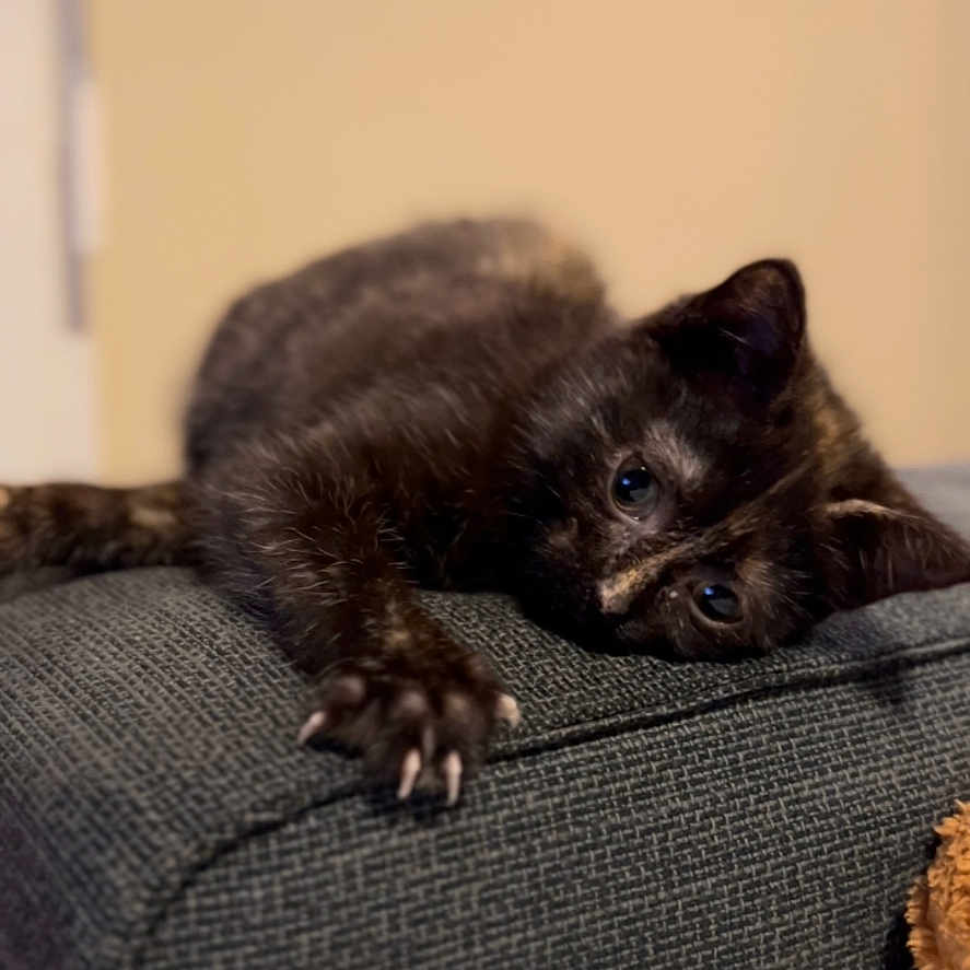 Mauricette a rejoint le concours — aidez-le/la à gagner de superbes lots ! abyssinian, animal, architecture, armchair, blackcat, building, cat, chair, couch, cushion, den, furniture, homedecor, indoors, kitten, livingroom, manx, pet, room, siamese