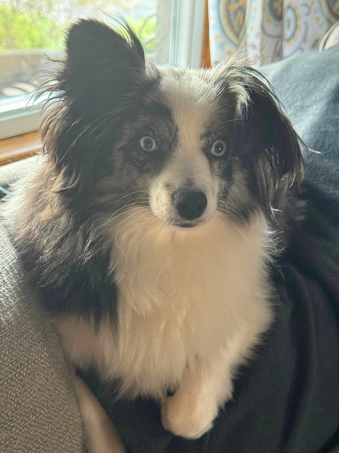 London joined the competition — help win amazing prizes! dog, pet, indoor, couch, window, black_and_white, fluffy, blue_eyes, fur, animal, companion, relaxing, portrait, canine, home, cozy, seated, looking, curious, alert
