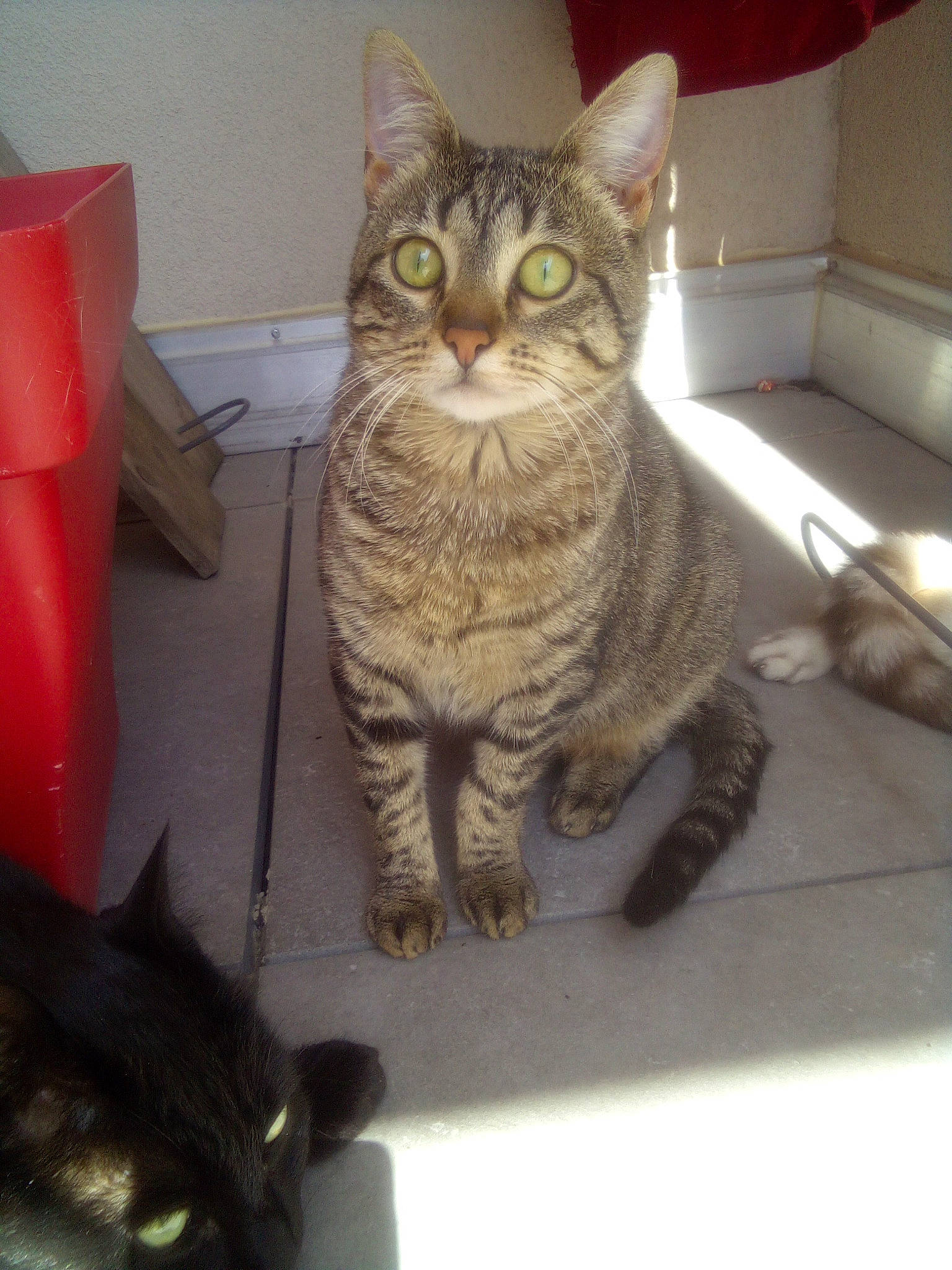 Bagheera a rejoint le concours — aidez-le/la à gagner de superbes lots ! carnivore, cat, cat_supply, comfort, couch, domestic_short_haired_cat, door, felidae, fur, glasses, paw, pet_supply, sitting, small_to_medium_sized_cats, snout, tail, whiskers, window