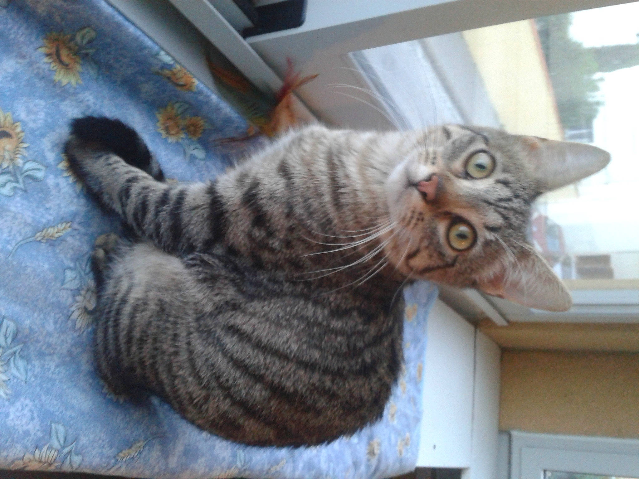 Bagheera participe au concours pour gagner de l'argent avec cette photo : carnivore, cat, daylighting, domestic_short_haired_cat, felidae, fur, home, small_to_medium_sized_cats, tabby_cat, tail, tongue, vertebrate, whiskers