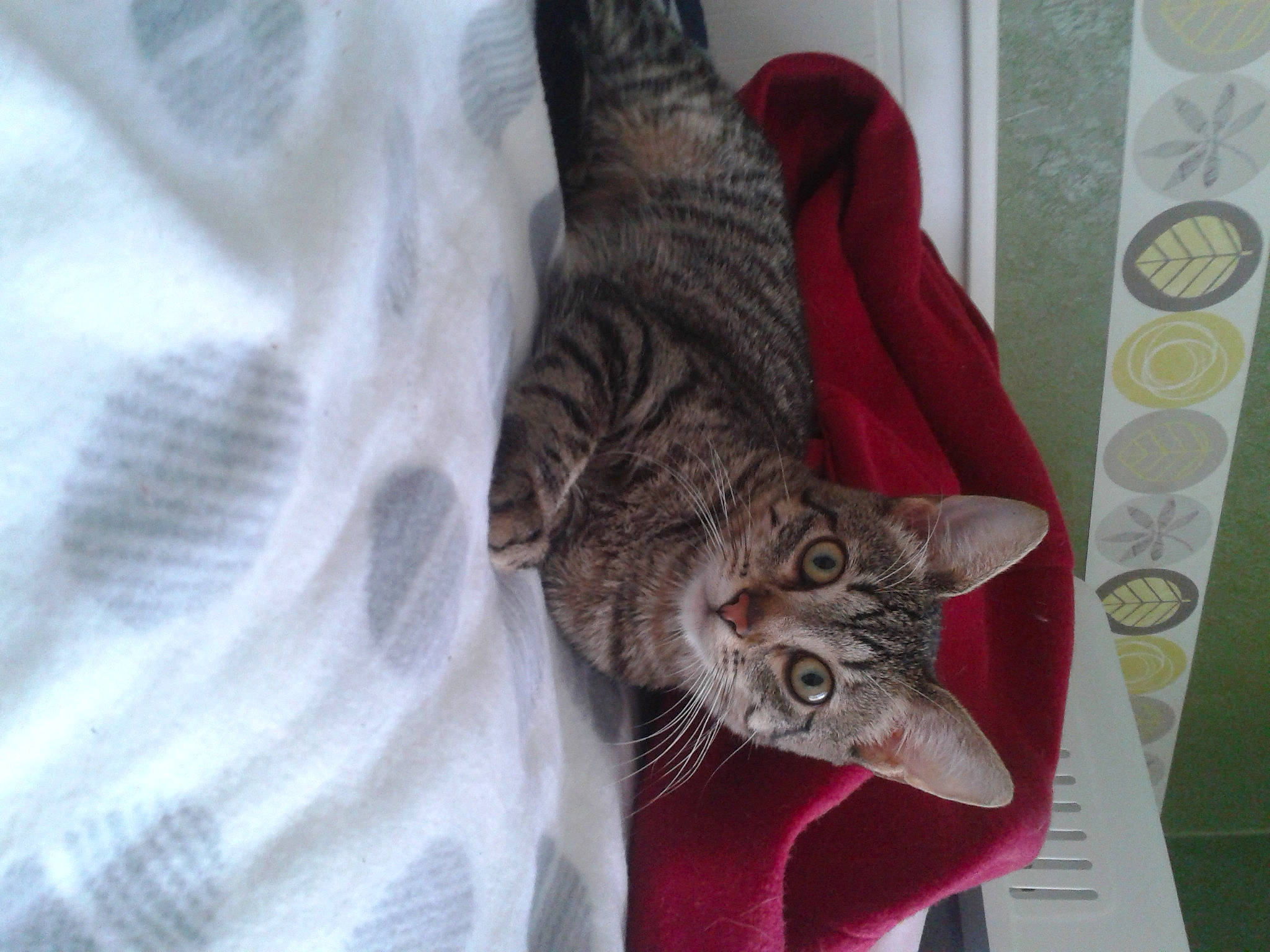 Bagheera participe au concours pour gagner de l'argent avec cette photo : carnivore, cat, domestic_short_haired_cat, felidae, fur, paper, small_to_medium_sized_cats, tabby_cat, tail, vertebrate, whiskers