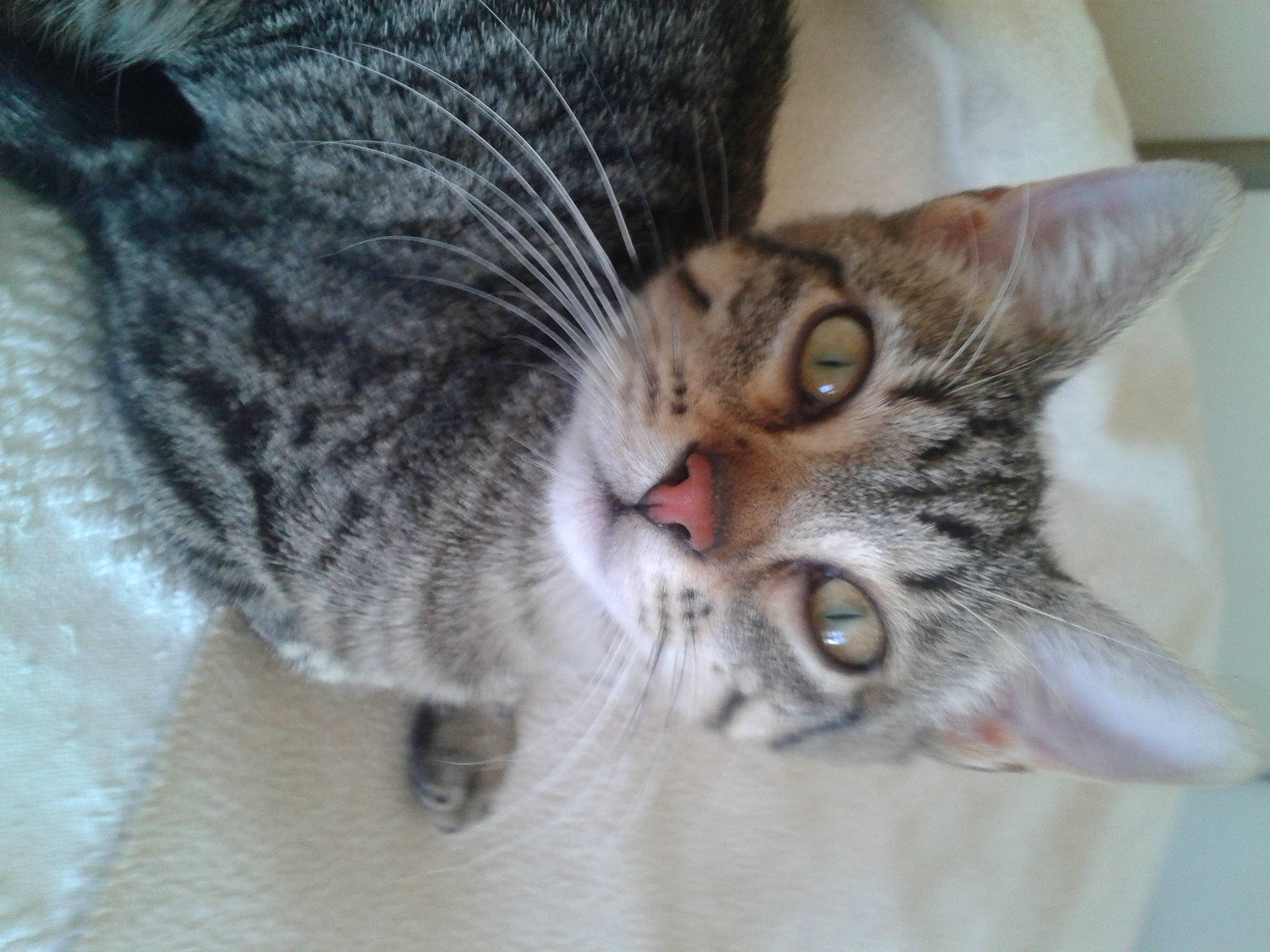 Bagheera a rejoint le concours — aidez-le/la à gagner de superbes lots ! carnivore, cat, domestic_short_haired_cat, european_shorthair, fawn, felidae, fur, grey, iris, pet_supply, skin, small_to_medium_sized_cats, snout, tabby_cat, vertebrate, whiskers