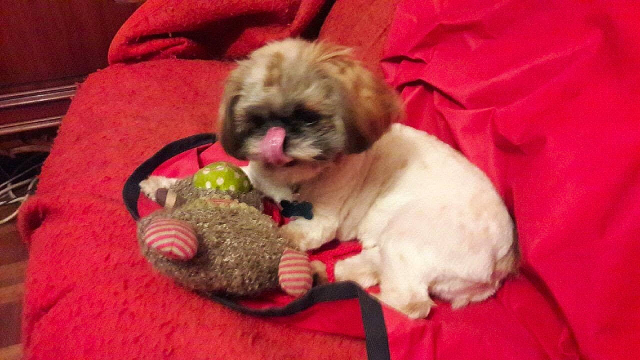 Mouna a rejoint le concours — aidez-le/la à gagner de superbes lots ! canidae, carnivore, companion_dog, dog, dog_bed, dog_breed, dog_clothes, dog_supply, fawn, fur, liver, pet_supply, puppy_love, shih_poo, shih_tzu, snout, sporting_group, terrier, toy_dog, working_animal
