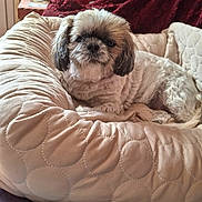 Mouna a rejoint le concours — aidez-le/la à gagner de superbes lots ! dog, pet, small_dog, fluffy, shih_tzu, portrait, sitting, couch, cushion, quilt, blanket, indoors, home, furniture, cozy, brown_and_white, long_hair, puppy, animal, close_up