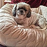 dog, pet, small_dog, fluffy, shih_tzu, portrait, sitting, couch, cushion, quilt, blanket, indoors, home, furniture, cozy, brown_and_white, long_hair, puppy, animal, close_up