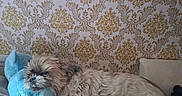 Mouna a rejoint le concours — aidez-le/la à gagner de superbes lots ! dog, small_dog, shaggy_dog, sleeping, lying_down, bed, bedroom, plush_toy, blue_toy, pillow, blanket, indoor, pet, fur, white_fur, brown_fur, ornate_wallpaper, home, cozy, relaxed