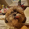 Mouna a rejoint le concours — aidez-le/la à gagner de superbes lots ! dog, pet, animal, scruffy_fur, fluffy, brown_fur, black_nose, pink_tongue, shaggy, small_dog, indoor, bed, bedroom, cozy, skylight, blanket, pillow, relaxed, closeup, portrait