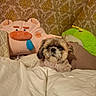 Mouna a rejoint le concours — aidez-le/la à gagner de superbes lots ! dog, shih_tzu, pet, animal, portrait, sitting, bed, blanket, stuffed_toy, plush_toy, bedroom, wallpaper, indoor, cozy, cute, small_dog, fur, black_eyes, canine, home