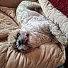 dog, small_dog, fluffy, white_fur, tongue_out, lying_down, upside_down, relaxed, cute, pet, animal, face, eyes, nose, quilt, blanket, cushion, bed, indoors, portrait