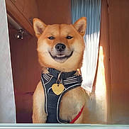 Arko Manciot participe au concours pour gagner de l'argent avec cette photo : animal, canine, collar, curtains, cute, dog, fluffy, fur, harness, house, indoor, leash, pet, portrait, shiba_inu, smile, smiling, sunlight, window, wooden_wall