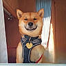 animal, canine, collar, curtains, cute, dog, fluffy, fur, harness, house, indoor, leash, pet, portrait, shiba_inu, smile, smiling, sunlight, window, wooden_wall
