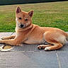 Arko Manciot participe au concours pour gagner de l'argent avec cette photo : animal, backyard, calm, canine, daylight, dog, ears, fur, grass, lawn, lying_down, nature, outdoor, paws, pet, quiet, relaxed, shiba_inu, stone_patio, tail