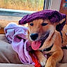 Arko Manciot participe au concours pour gagner de l'argent avec cette photo : bed, cozy, cushion, dog, fur, happy, indoor, natural_light, outdoor_view, paw, pet, playful, purple_towel, red_rope, relaxed, resting, smiling, tongue_out, toy, window