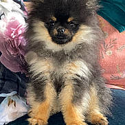 Alphonse a rejoint le concours — aidez-le/la à gagner de superbes lots ! dog, puppy, pomeranian, fluffy, cute, pet, animal, sitting, indoors, couch, cushion, fur, small, face, ears, eyes, nose, paws, home, cozy