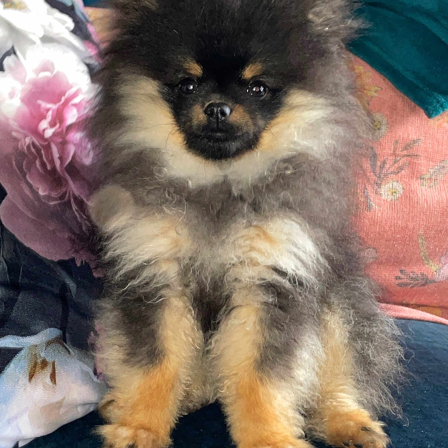 Alphonse a rejoint le concours — aidez-le/la à gagner de superbes lots ! animal, couch, cozy, cushion, cute, dog, ears, eyes, face, fluffy, fur, home, indoors, nose, paws, pet, pomeranian, puppy, sitting, small