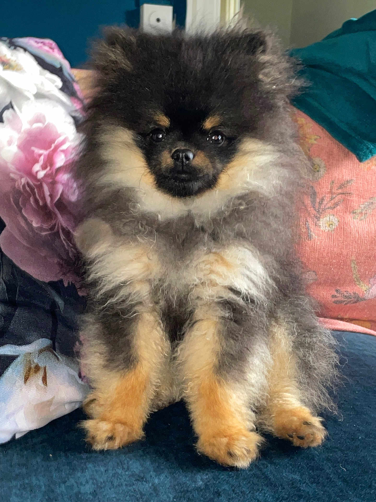 Alphonse a rejoint le concours — aidez-le/la à gagner de superbes lots ! dog, puppy, pomeranian, fluffy, cute, pet, animal, sitting, indoors, couch, cushion, fur, small, face, ears, eyes, nose, paws, home, cozy