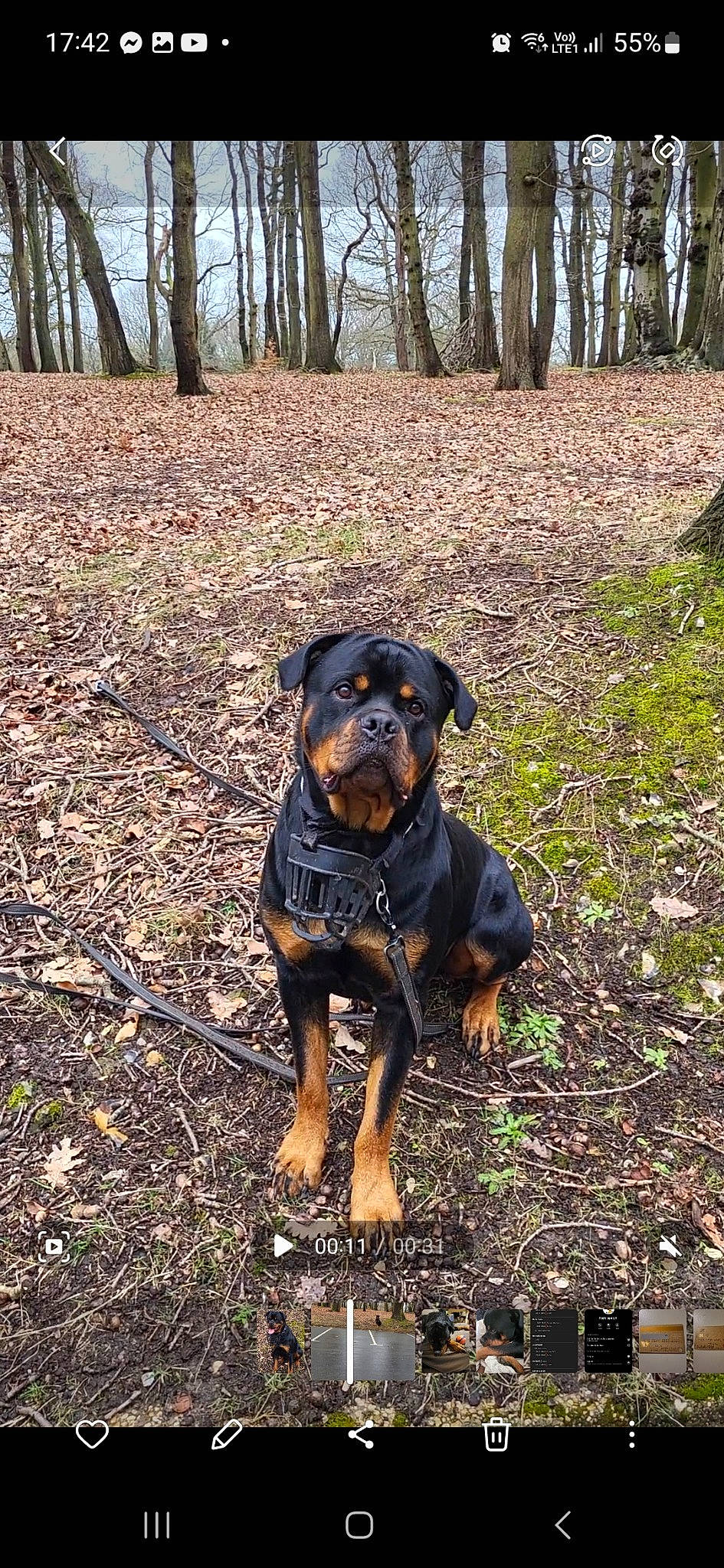 Loki a rejoint le concours — aidez-le/la à gagner de superbes lots ! canidae, carnivore, companion_dog, dog, dog_breed, forest, grass, northern_hardwood_forest, plant, rottweiler, soil, sporting_group, temperate_broadleaf_and_mixed_forest, terrestrial_animal, tree, trunk, wood, woodland, working_animal, working_dog